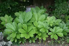 Rodgersia0122.webp