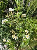 IMG_8836.jpeg