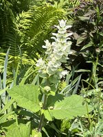 IMG_8838.jpeg