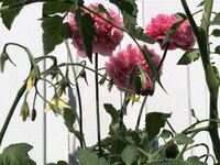 IMG_0503.jpeg