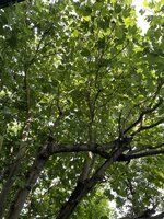 IMG_1128.jpeg