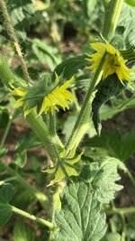 IMG_4628.jpeg