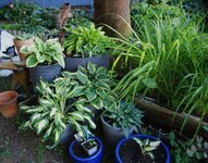 DSC01095.JPG