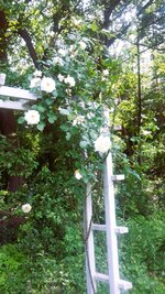 Rose Wald weiss.jpg