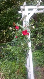 Rose Wald rot.jpg