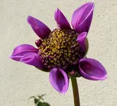 001.webp