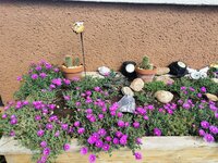 IMG_20250602_095050.jpg