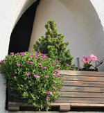 IMG_20240621_080958.webp
