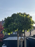 IMG_3630.jpeg