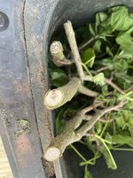 IMG_3629.jpeg