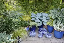 Hostaparade      0725.webp