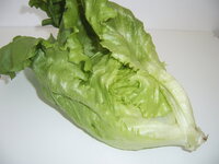 Eissalat 14.06 (1).JPG