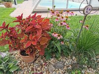 IMG_20210805_182414.jpg