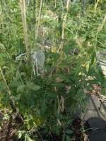 PXL_20250614_075022107.jpg