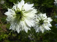 015.webp