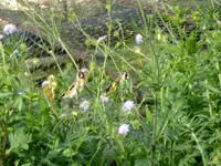 002.webp