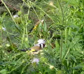 005.webp