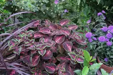 Buntnessel   0423.webp