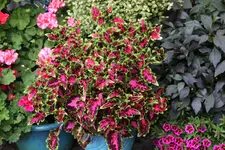 Buntnessel   0823.webp