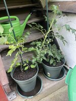 IMG_0377.JPEG