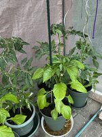 IMG_0376.JPEG