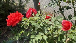 IMG_4632.jpeg