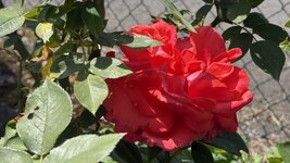 IMG_4633.jpeg