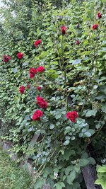 IMG_4642.jpeg
