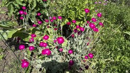 IMG_4638.jpeg