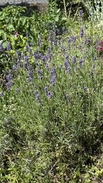 IMG_4637.jpeg