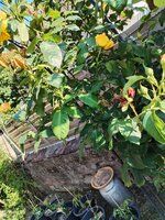 IMG_20250612_175116.jpg