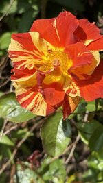 IMG_4631.jpeg