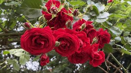 IMG_4601.jpeg