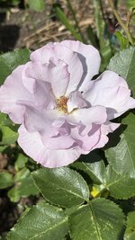 IMG_4541.jpeg