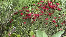 IMG_4592.jpeg