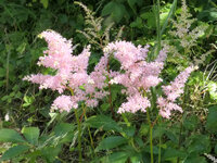 2025Astilbe1.jpg