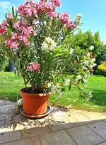 Oleander.webp