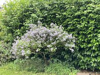 IMG_2056.jpeg