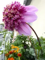 003.webp