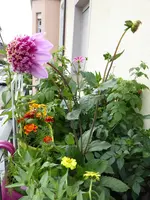 004.webp