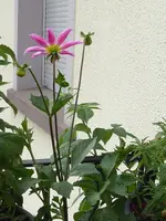 005.webp