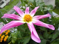 006.webp