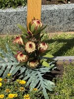 IMG_7001.JPG