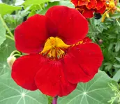005.webp