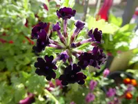 009.webp