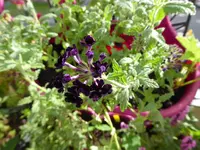 010.webp