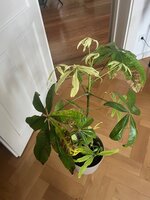 IMG_0275.jpg