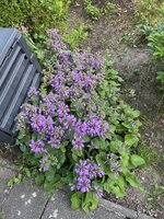 IMG_0381.JPEG
