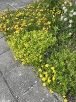 IMG_0380.JPEG