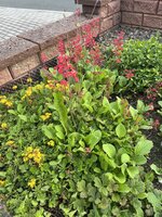 IMG_0379.JPEG